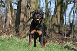 ROTTWEILER 527